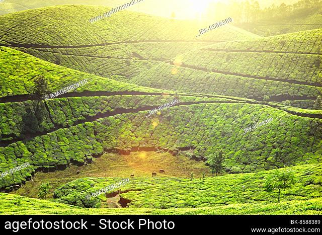 Kerala landmark, tea plantations with morning mist. Munnar, Kerala, India. With lens flare and light leak