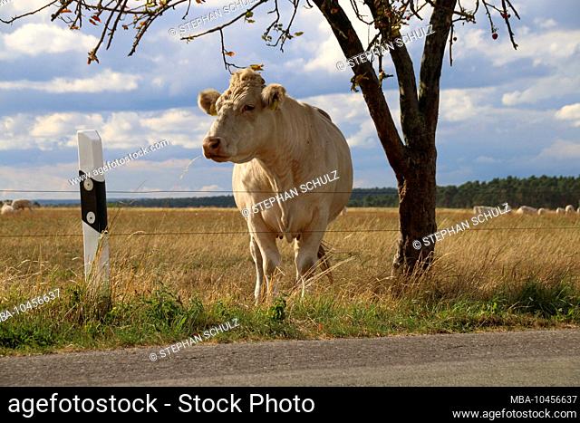 A cow watches the traffic on a country road
