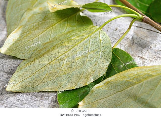balsam poplar, eastern balsam-poplar, tacamahac (Populus spec.), underside of a leaf, Germany