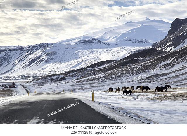 Icelandic horses at Snaefellsnes peninsule West of Iceland in winter