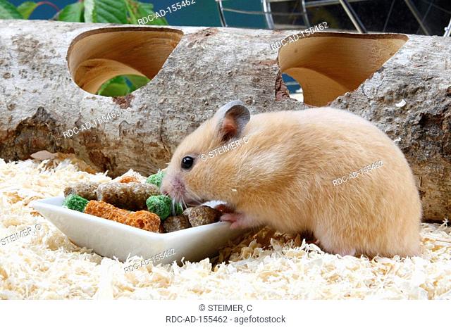 Golden Hamster at feeding bowl Mesocricetus auratus