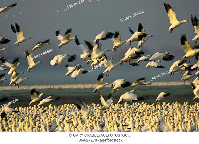 Flocks of Ross's Geese take off from field during migration, Merced National Wildlife Refuge, Central Valley, California