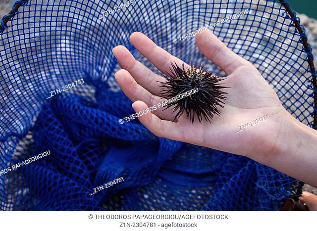 A child holds a sea urchin, Echinoidea. Astros, Arcadia, Peloponnese, Greece