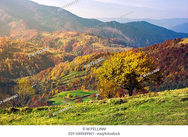 tree on a grassy hillside in autumn mountains. beautiful scenery at sunrise. small village down the hill in valley