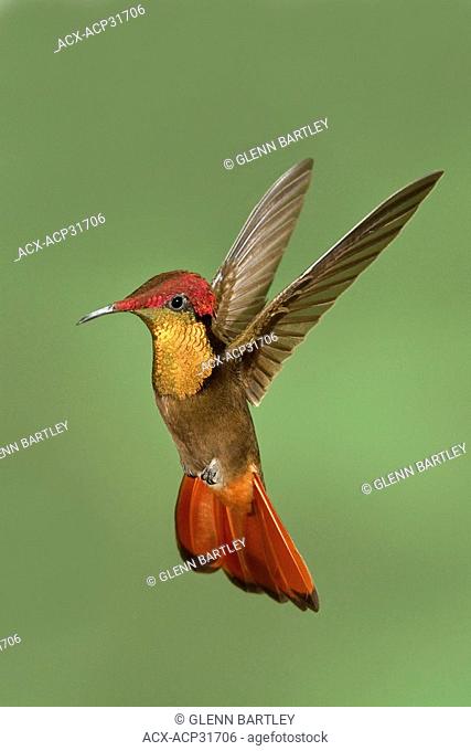 Ruby Topaz Chrysolampis mosquitus flying while feeding at a flower in Trinidad and Tobago
