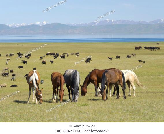 Horses on their mountain pasture at lake Song Kol (Son Kul, Songkoel, Song-Koel). Tien Shan mountains or heavenly mountains in Kirghizia