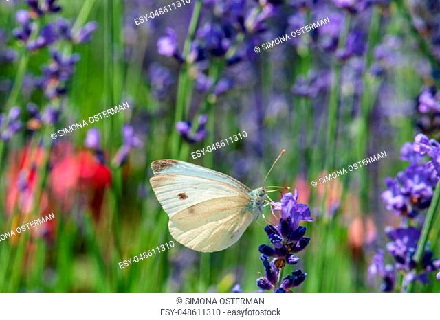 Beautiful Leptidea sinapis butterfly on lavender angustifolia, lavandula in sunlight in herb garden