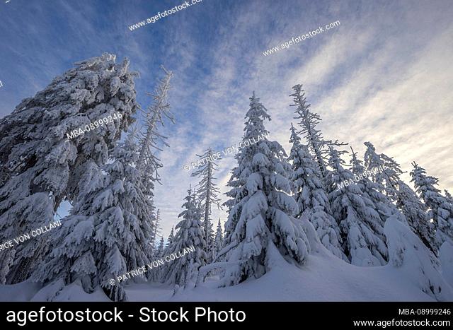 Germany, Lower Saxony, Harz National Park, snowy landscape in the Harz National Park