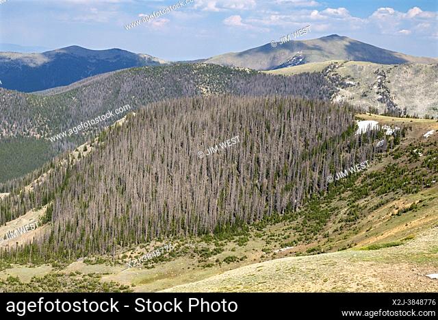 Monarch, Colorado - Trees near the continental divide on Monarch Mountain killed by the spruce bark beetle (Dendroctonus rufipennis)