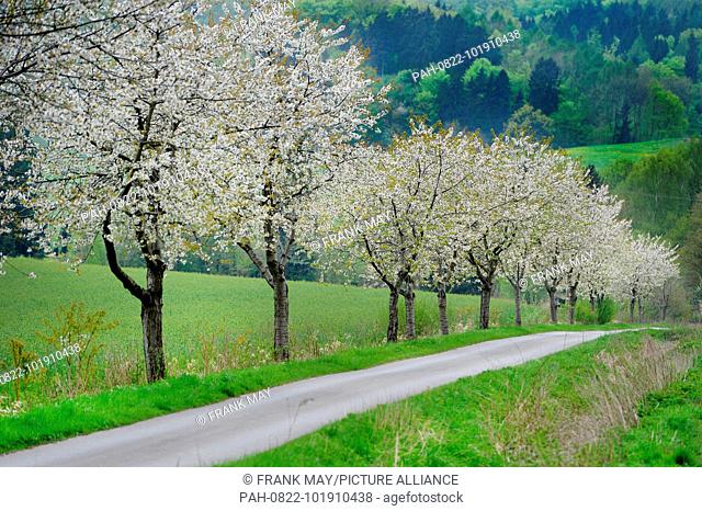 Blossom trees, Germany, city of Seesen, 24. April 2018. Photo: Frank May | usage worldwide. - Seesen/Niedersachsen/Germany