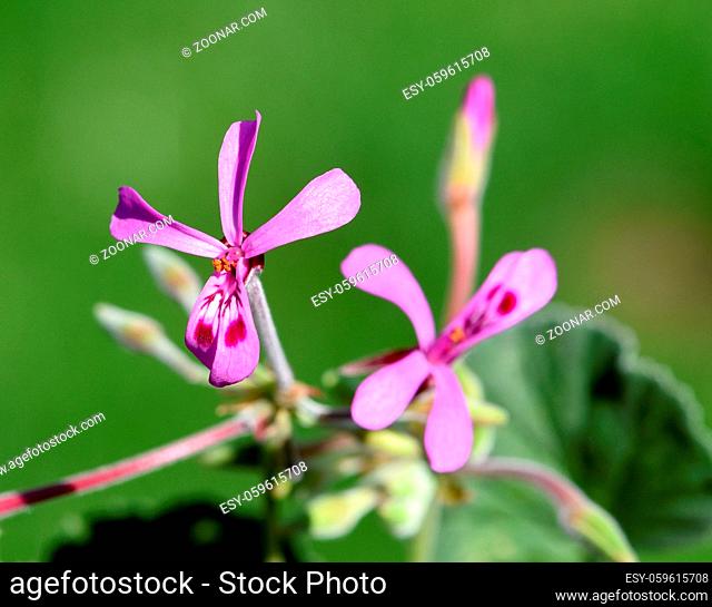 Kapland-Pelargonie, Pelargonium reniforme, auch Umckaloabo genannt, ist eine schoene Balkonblume mit lila Blueten. Sie ist eine wichtige Heilpflanze und wird in...