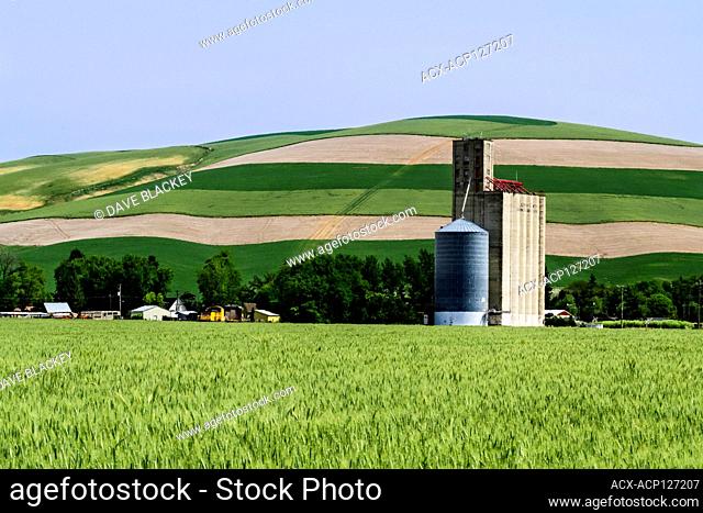 Grain elevators in a field near Prescott, Washington State, USA