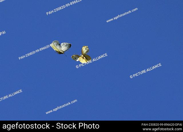 20 August 2023, Bavaria, Kaufbeuren: Two butterflies fly in front of blue sky. Photo: Karl-Josef Hildenbrand/dpa. - Kaufbeuren/Bavaria/Germany