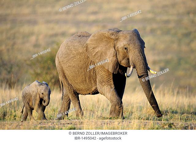 African elephant (Loxodonta africana), cow and calf at the first light of dawn, Masai Mara National Reserve, Kenya, East Africa, Africa