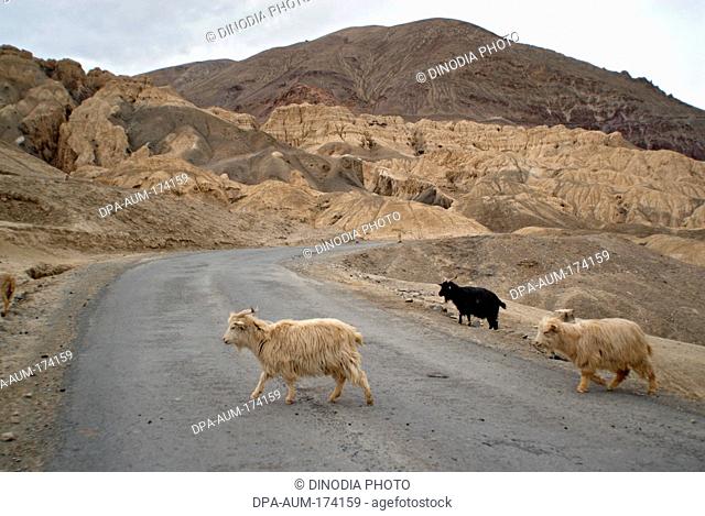 Himalayan goats crossing Leh Kargil road ; Ladakh ; Jammu and Kashmir ; India 9-April-2008