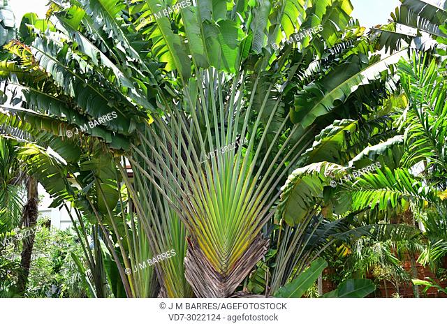 Traveller palm or traveller tree (Ravenala madagascariensis) is big herb native to Madagascar