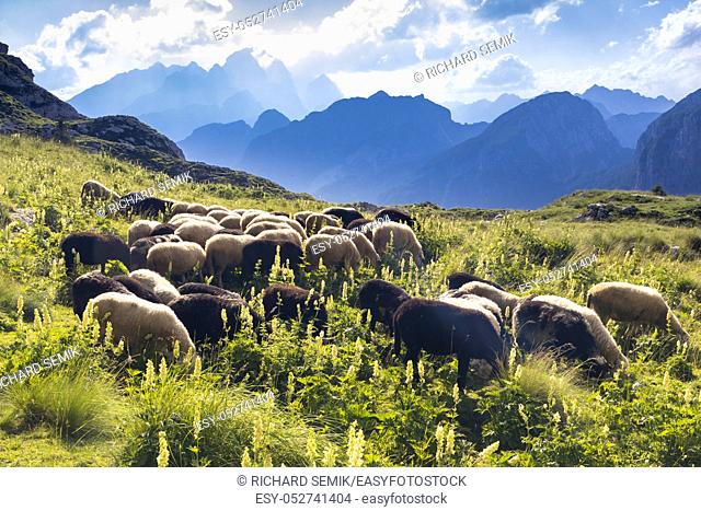 herd of sheep near Mangart, Triglav national park, Slovenia