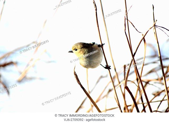 Close up of an American Goldfinch, Carduelis tristis, holding on to a tall dormant plant stalk in winter in Trevor, Wisconsin, USA