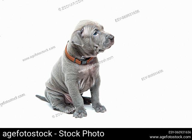 One month old thai ridgeback puppy dog in brown collar sitting. Isolated on white. Copy space