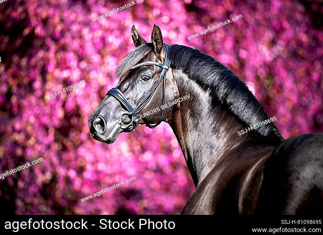 Hanoverian Horse. Portrait of a black stallion. Germany
