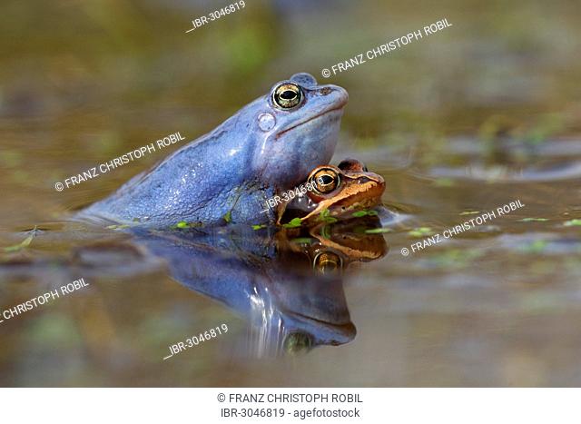 Moor Frogs (Rana arvalis) in amplexus