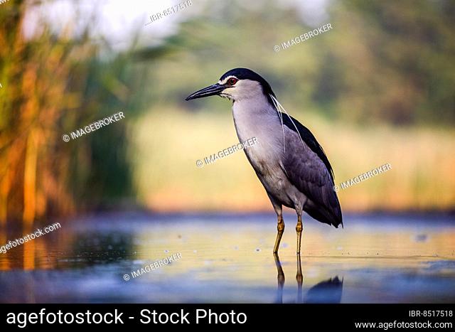 Black crowned night heron (Nycticorax nycticorax) in the water at sunrise, Pusztaszer, Hungary, Europe
