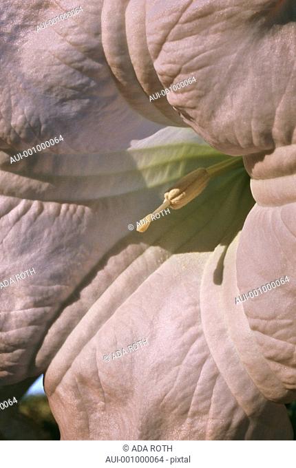 Datura - Brugmansia - structured petals - pale pink - dangerous seduction