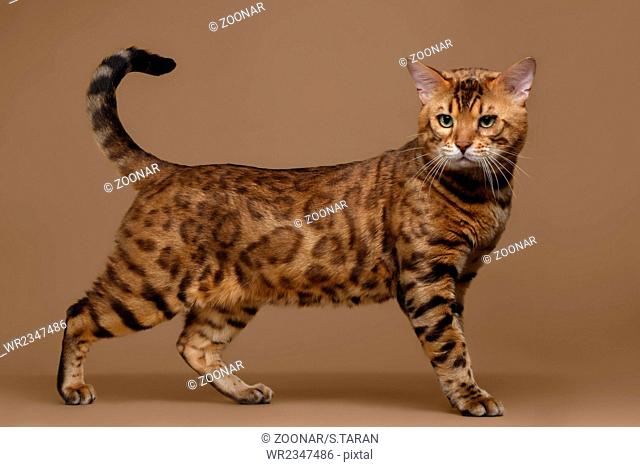 Beautiful Bengal Cat Stands on Brown background
