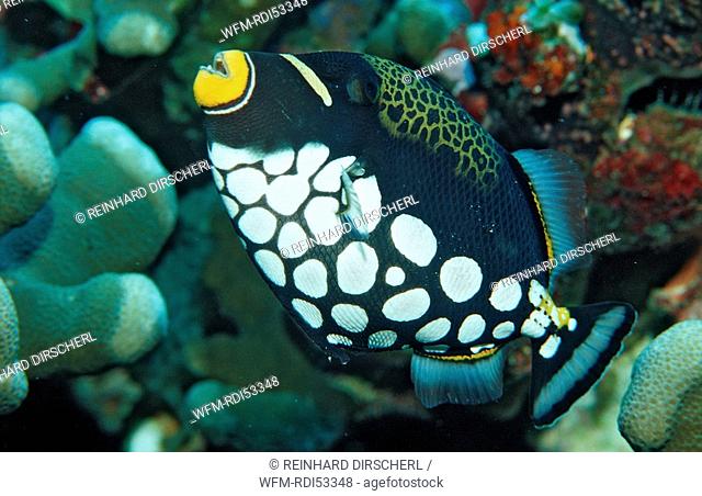 Clown triggerfish, Balistoides conspicillum, Raja Ampat Irian Jaya West Papua Indian Ocean, Indonesia