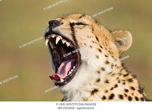 Yawning Cheetah (Acinonyx jubatus)