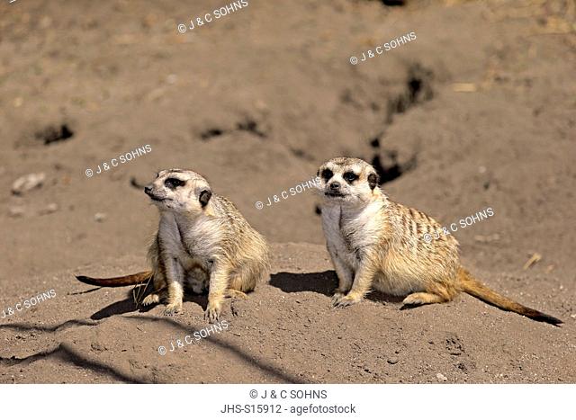 Suricate, (Suricata suricatta), adult couple alert, Little Karoo, Western Cape, South Africa, Africa