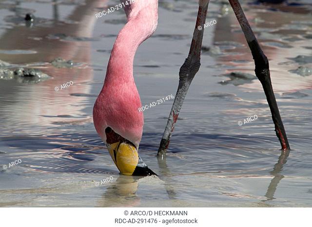 James\'s Flamingo, Altiplano, Bolivia / Phoenicoparrus jamesi, Phoenicopterus jamesi / Puna Flamingo