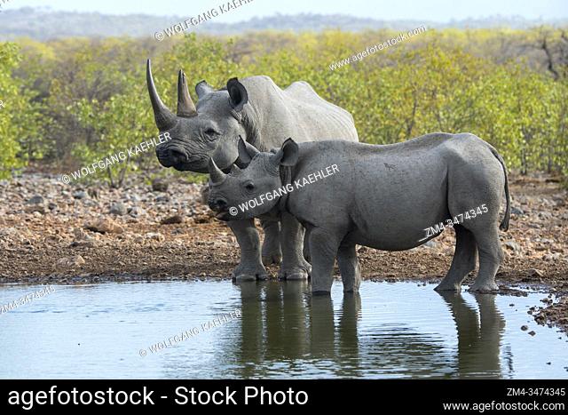 A White rhinoceros or square-lipped rhinoceros (Ceratotherium simum) (endangered species) mother and calf at a waterhole in the Ongava Game Reserve