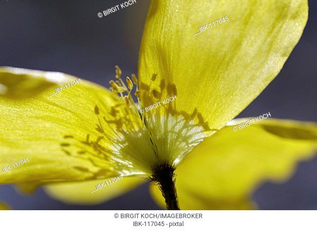 Yellow poppy (papaver nudicaule)