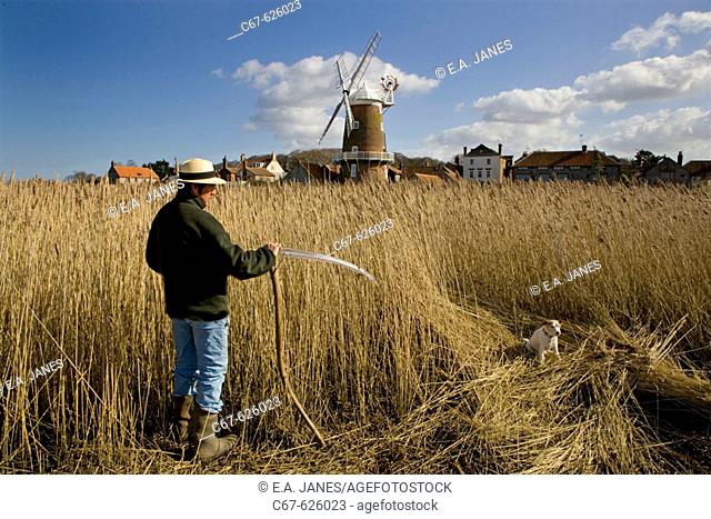 Cutting reeds for thatching at Cley Marshes. Norfolk. UK