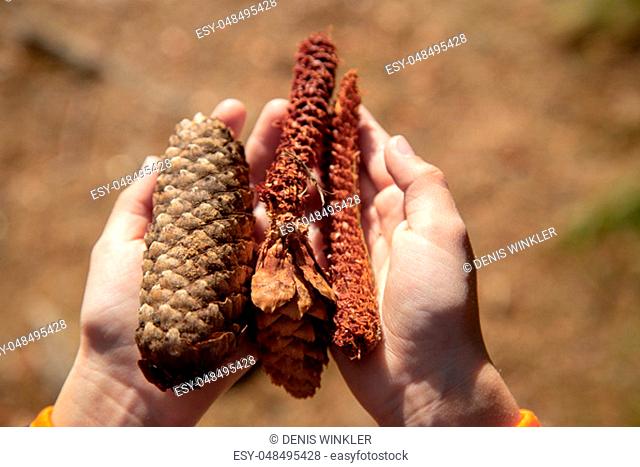 a child is holding fir cones in his hands in a forest