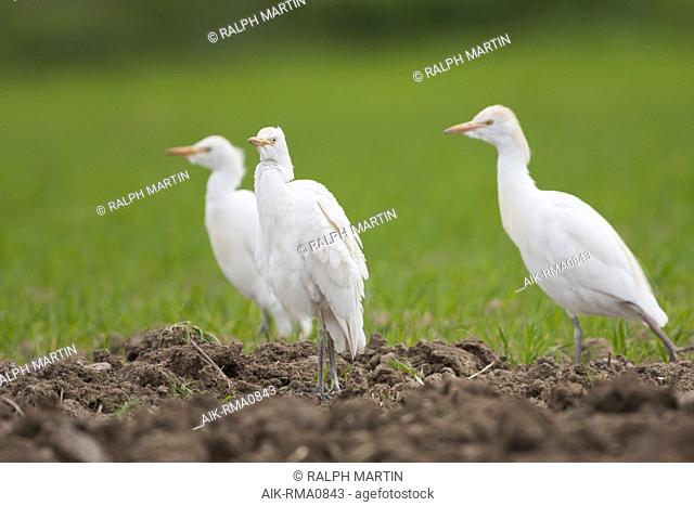 Adult Cattle Egret (Bubulcus ibis ibis), on an agricultural field on the island of Mallorca, Spain. Standing on ploughed field