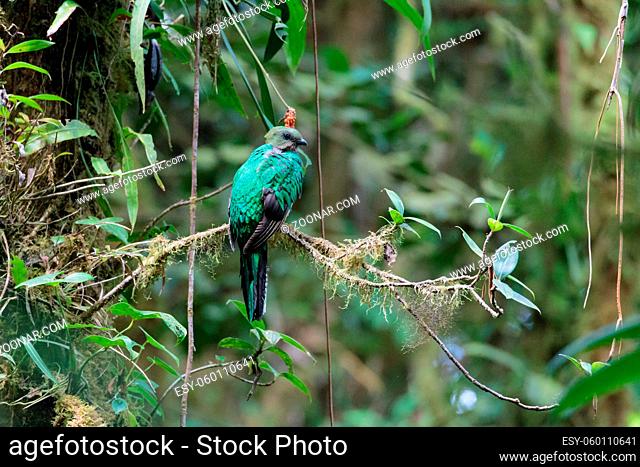Quetzal bird wild in Monteverde cloud forest reserve Costa Rica