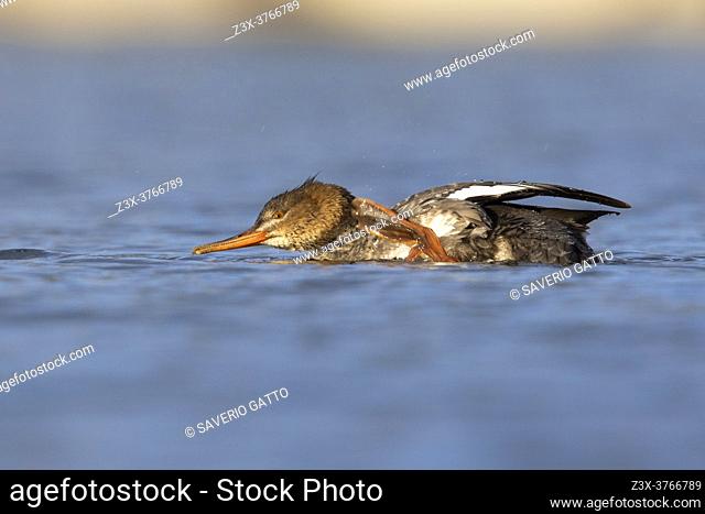 Red-breasted Merganser (Mergus serrator), side view of an individual scratching its neck, Campania, Italy