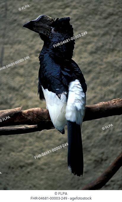 Black & White Casqued Hornbill Bycanistes subcylindricus Perched / South Africa