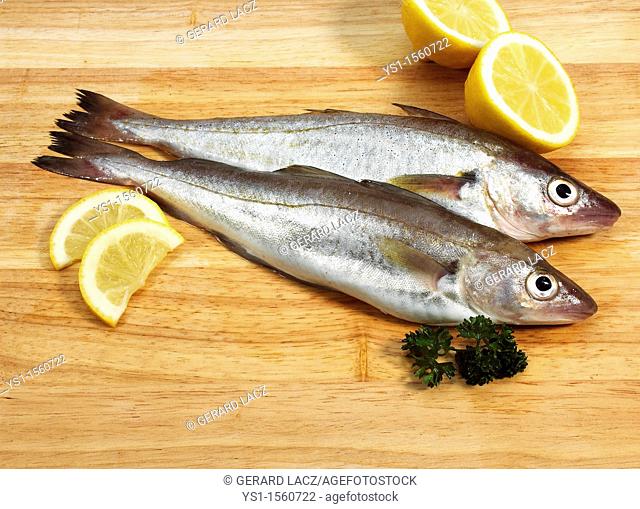Fresh Whiting, merlangius merlangus, Fishes with Lemon and Parsley