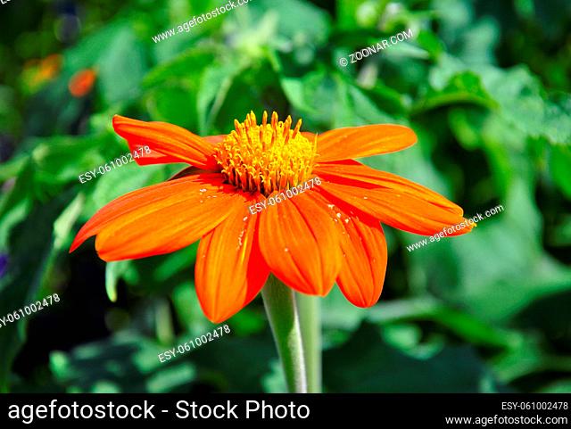 Rundblättrige Tithonie (Tithonia rotundifolia) - Mexican sunflower (Tithonia rotundifolia)