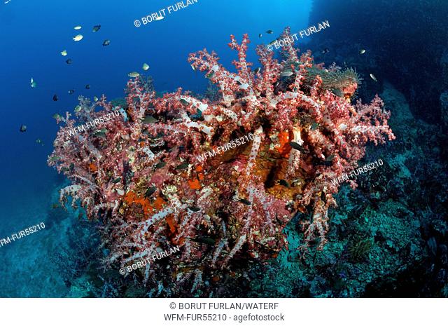 Soft Coral Reef, Dendronephthya sp., Richelieu Rock, Surin Islands, Thailand