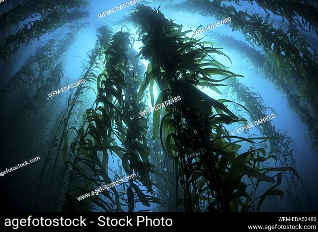 Giant Kelp, Macrocystis pyrifera, Channel Islands, California, USA