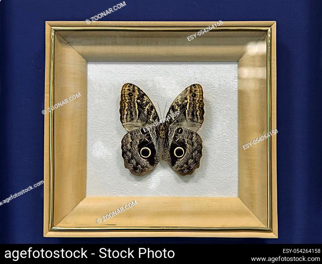 An instance of large tropical butterflies of the genus Caligo illioneus, has a wingspan of up to 160mm. Presented in a glazed frame