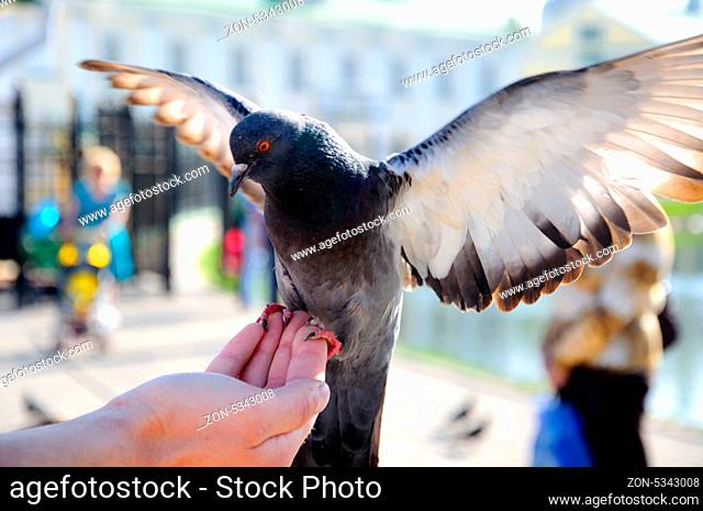 Pigeon sitting on the hand with stretched wings close-up, Sergiev Posad, Moscow region, Russia