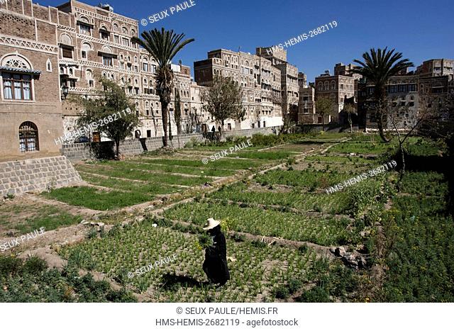 Yemen, Sanaa, garden in Old Town