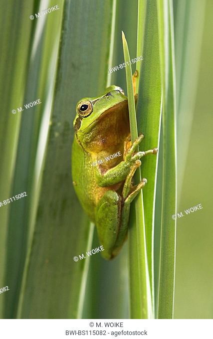 stripeless treefrog, Mediterranean treefrog (Hyla meridionalis), male climbing in reed, Spain, Andalusia