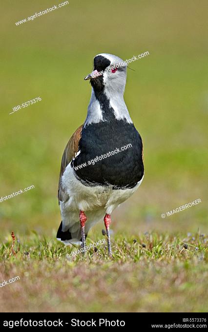 Southern Lapwing (Vanellus chilensis) adult, standing, Torres del Paine N. P. Southern Patagonia, Chile, South America