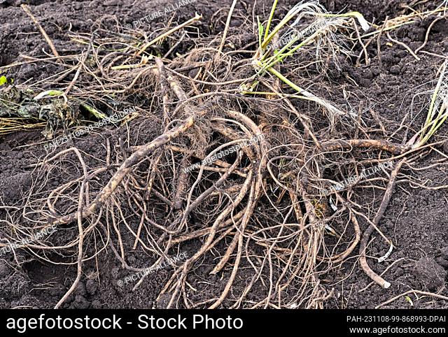 08 November 2023, Brandenburg, Lübbenau: Freshly harvested horseradish roots lie in a field at the Spreewald vegetable farm